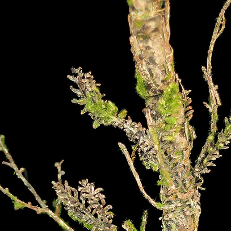 New Withered Vines Artificial  - Christmas Tree Artificial 评论和价格